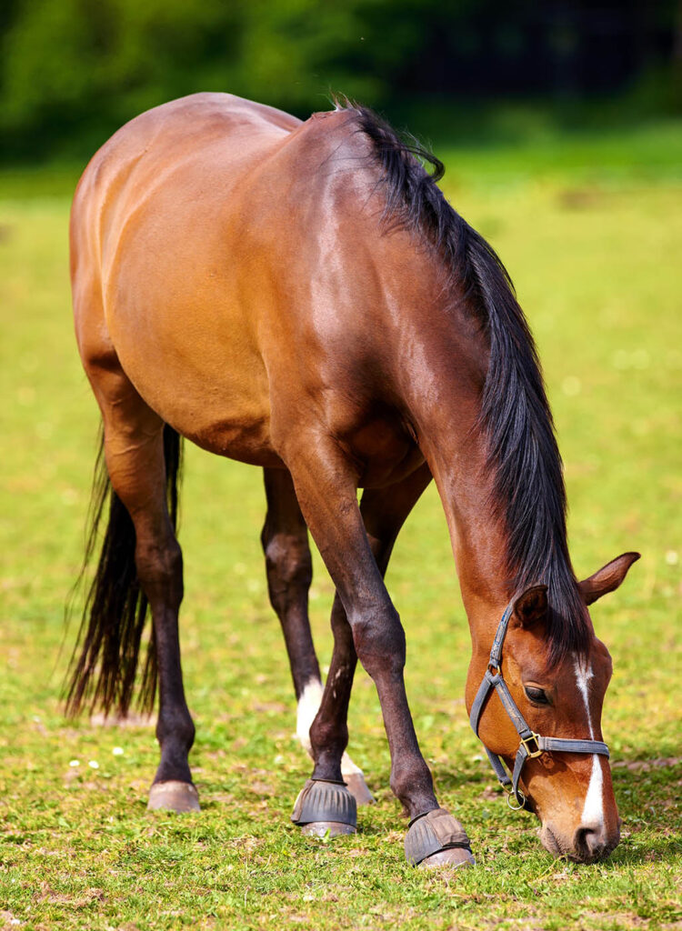Horse,,Grass,Field,And,Countryside,For,Land,Grazing,Outdoor,In