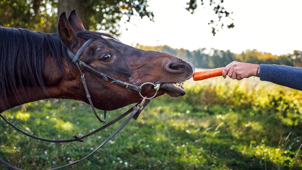 Give,The,Horse,A,Carrot.,A,Horse,Is,Attracted,By